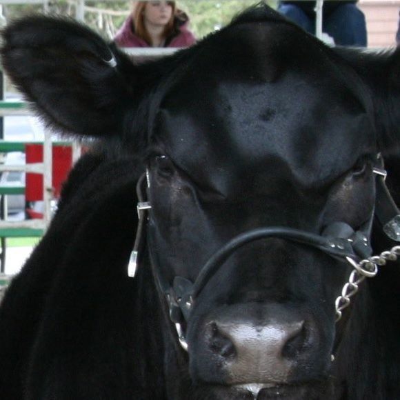 lisanikkel